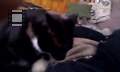 VIDEO0011